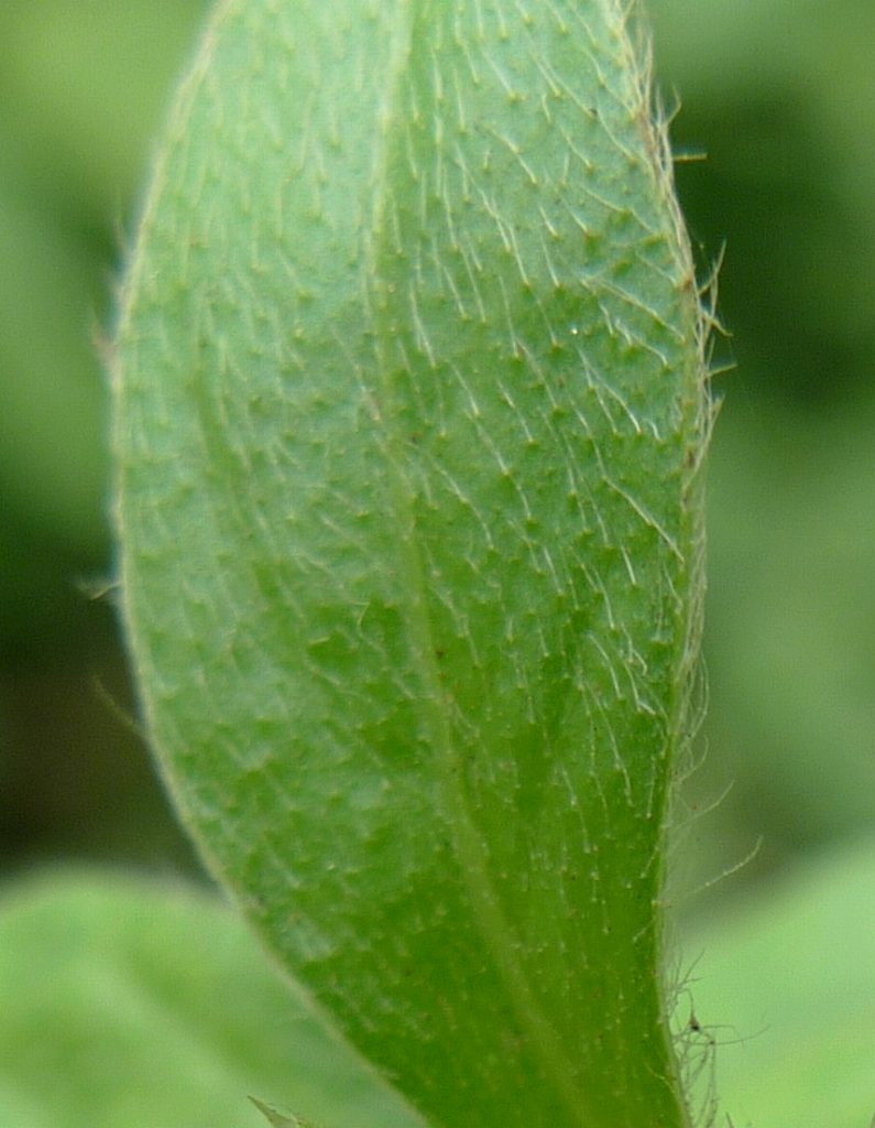 Alternanthera ficoidea eFlora of India